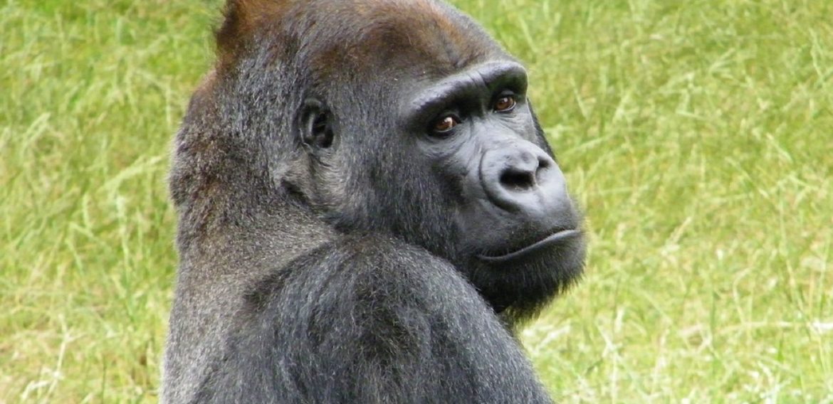 Gorillas, Bathrooms, Culture, and the Bible