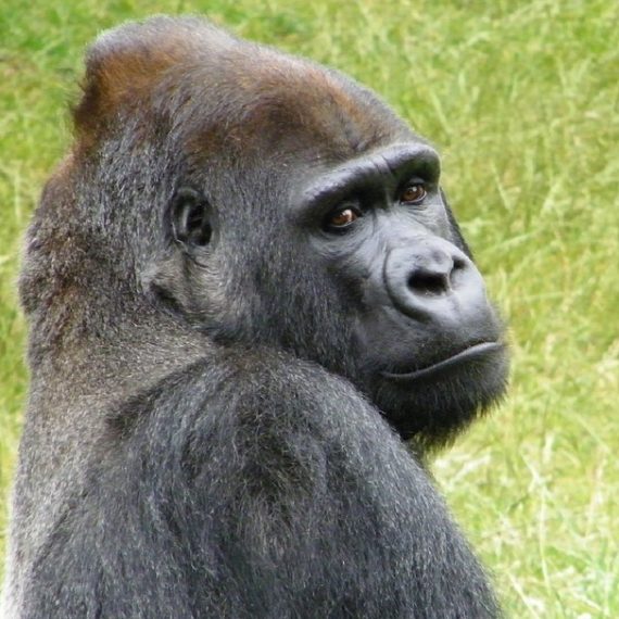 Gorillas, Bathrooms, Culture, and the Bible